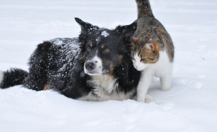 A dog and cat playing in the snow.
