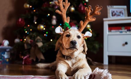 A dog wearing toy reindeer antlers.