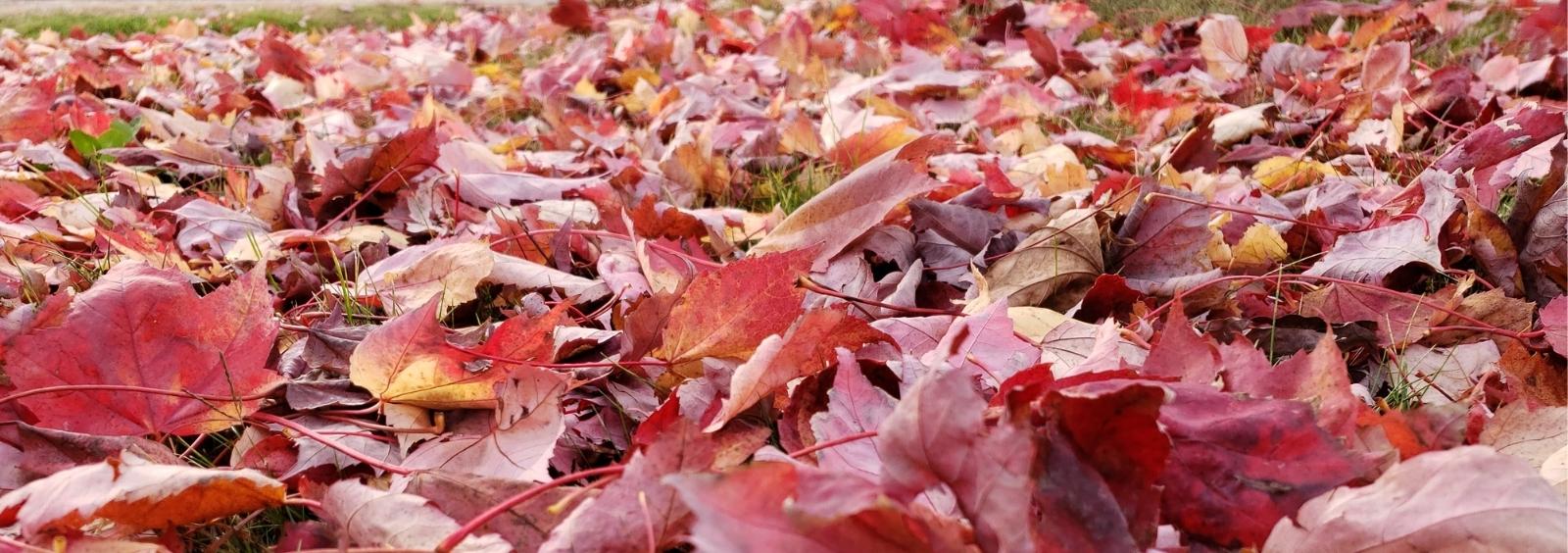 Red leaves on the ground.
