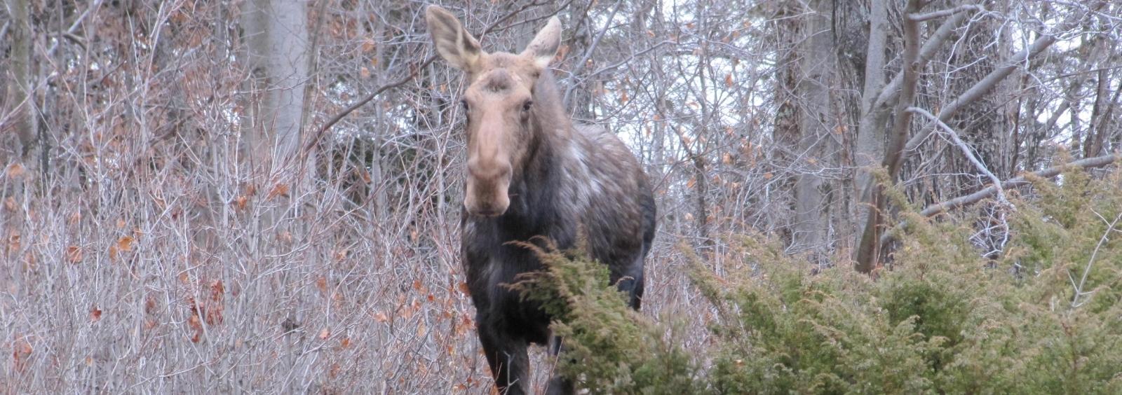A moose looks at the camera through the bush.