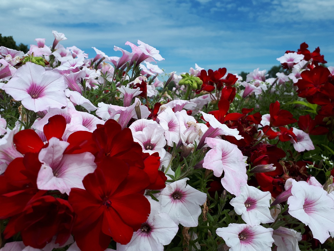 White, red, and pink flowers.