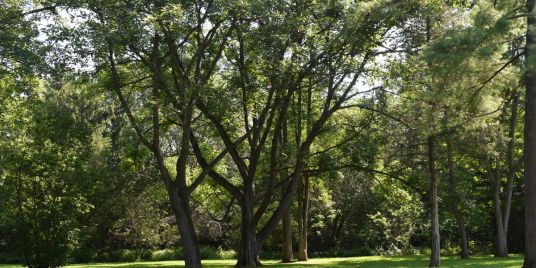 Trees in a park.