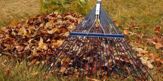 A rake collecting leaves on a lawn.